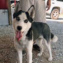 Thumbnail photo of Akira #2