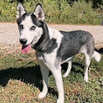 Thumbnail photo of Akira #3