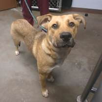 adopt-pet