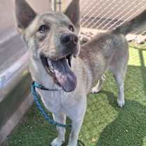 adopt-pet