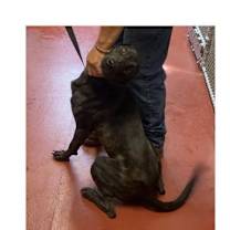 Thumbnail photo of Winnie #1