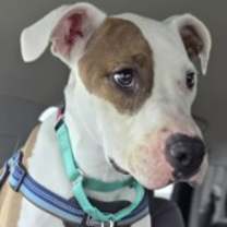 Thumbnail photo of Cayla #1