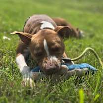 Thumbnail photo of Princess Cheese Puff #2