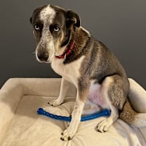 Thumbnail photo of Smokey #1