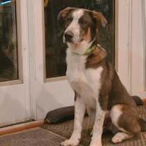 Thumbnail photo of Smokey #2