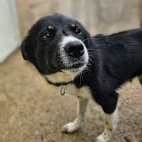 Thumbnail photo of Boba #2