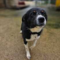 Thumbnail photo of Boba #3