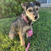 adopt-pet