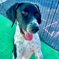 adopt-pet