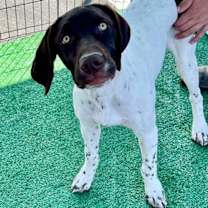 adopt-pet