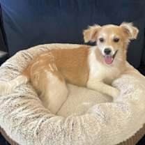 adopt-pet