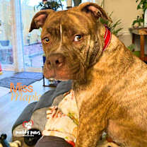 Thumbnail photo of Miss Maple #1