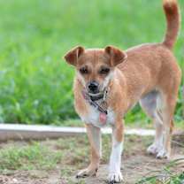 Thumbnail photo of Cranberry #3