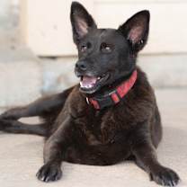 Thumbnail photo of Bluebell #2