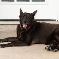 Thumbnail photo of Bluebell #4