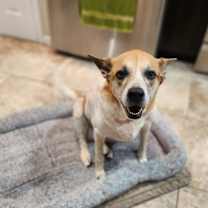 Thumbnail photo of Cookie #4