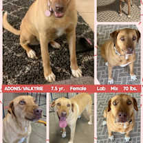 adopt-pet