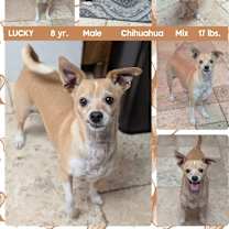 adopt-pet