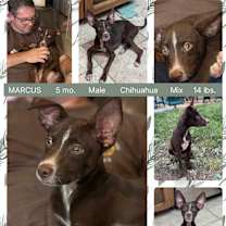 adopt-pet