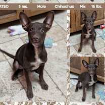 adopt-pet