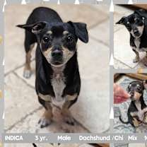 adopt-pet