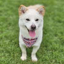 adopt-pet