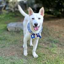 adopt-pet