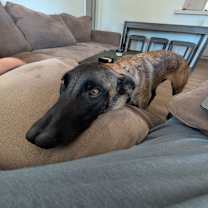 Thumbnail photo of Tilly #4