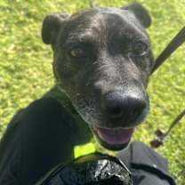 Thumbnail photo of Diesel #3