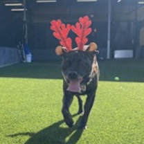 Thumbnail photo of Diesel #4