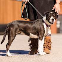 Thumbnail photo of Electra #1