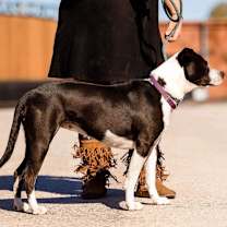 Thumbnail photo of Electra #3