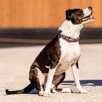 Thumbnail photo of Electra #4