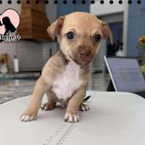 adopt-pet