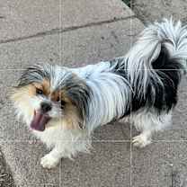 Thumbnail photo of Elvis #2