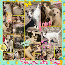 Thumbnail photo of Gigi #4