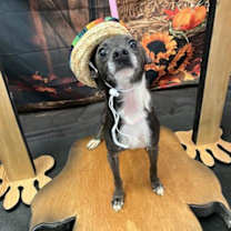adopt-pet