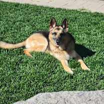 adopt-pet