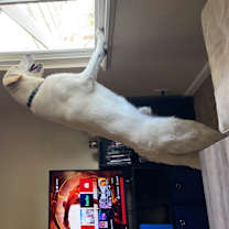 Thumbnail photo of Bach #4