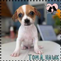 adopt-pet