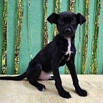 Thumbnail photo of Stormy #2