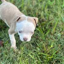 Thumbnail photo of Isaiah #1