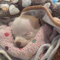 Thumbnail photo of Isaiah #4