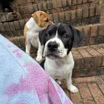 Thumbnail photo of Fatman #1