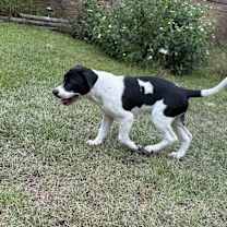 Thumbnail photo of Fatman #2