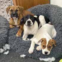 Thumbnail photo of Fatman #4