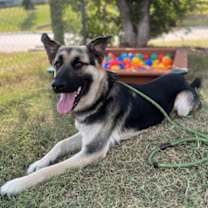 Thumbnail photo of Sabre #1