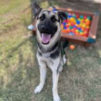 Thumbnail photo of Sabre #2