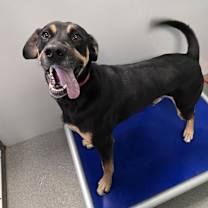 Thumbnail photo of Rocco #2