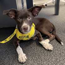 adopt a pet